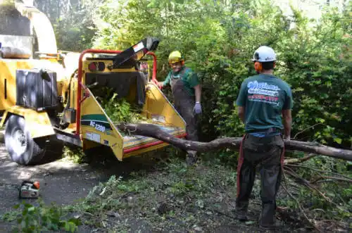 tree services Nashua